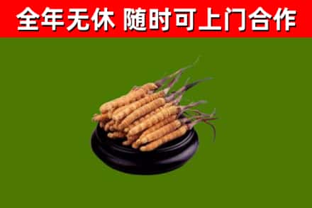 兴山烟酒回收冬虫夏草.jpg