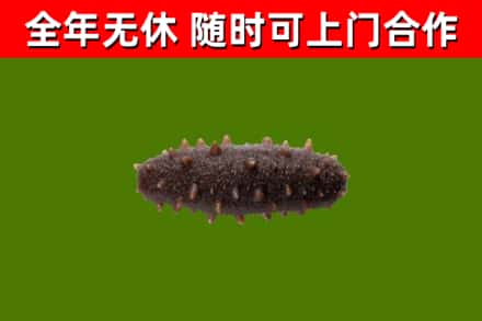 兴山烟酒回收干海参.jpg